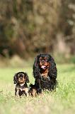 CAVALIER KING CHARLES 714